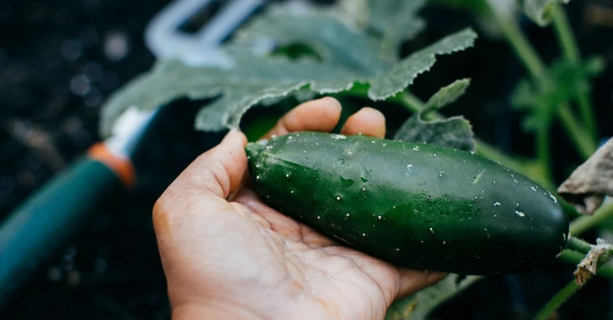 Gros plan sur une main tenant un concombre frais dans un jardin, mettant en avant l'agriculture biologique.