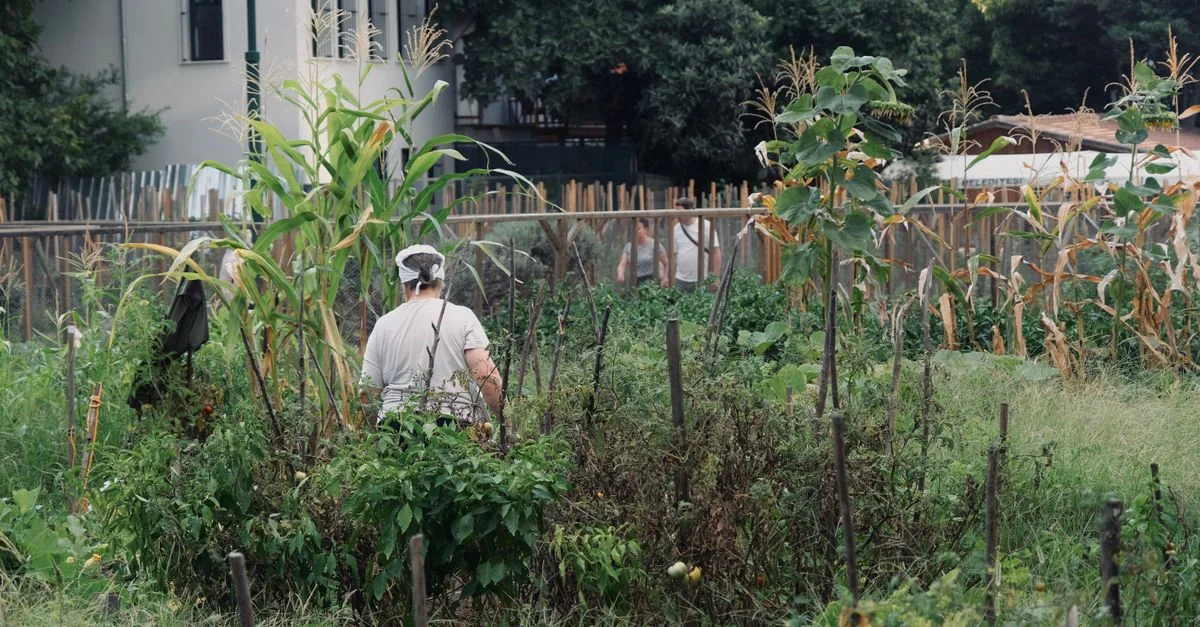 Personne s'occupant d'un jardin urbain de légumes avec du maïs et diverses plantes.